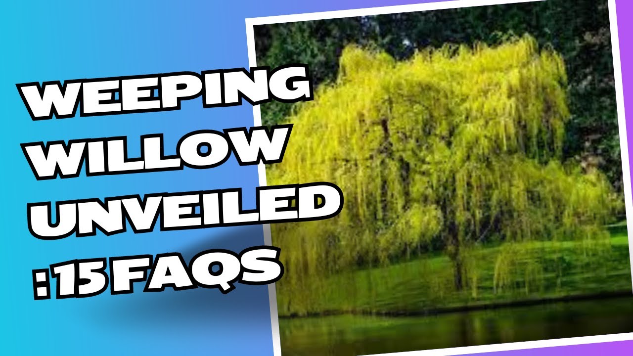 Garden Answer - There were quite a few comments about the weeping willow in  the background of our boxwood hedge planting video. Here's a closer look at  it in all its fall