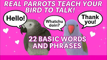 Real Parrots Teach Your Bird How to Talk! 🦜 22 Basic Words & Phrases Tutorial (2 Hours of Training)