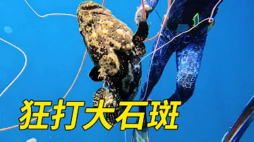 Diving and fishing, harvesting 4 large groupers