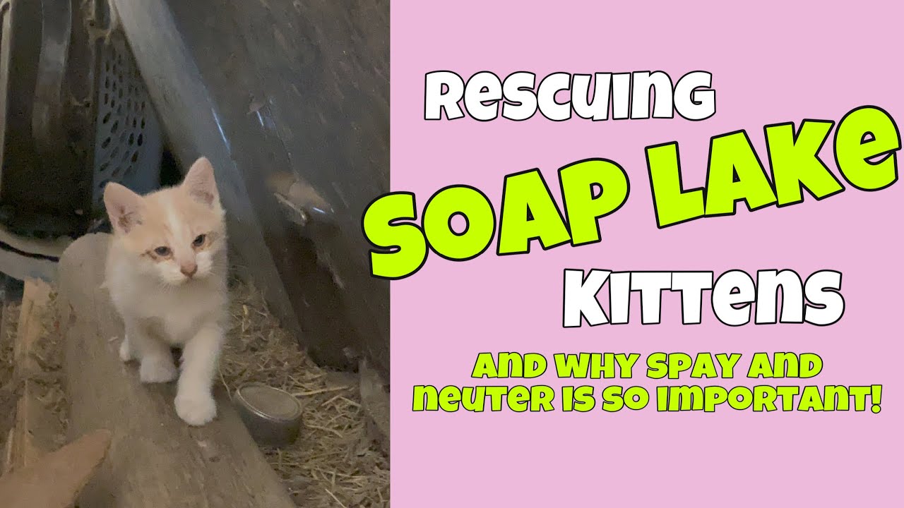 Soap Lake Kitten Rescue YouTube