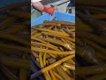 real kelp