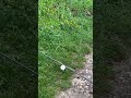 Miis erschte Video! #fishing #pikefishing #voiceover