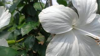 White Hibiscus/Gudhal