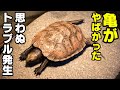 【緊急事態】カメが死ぬとこだった。まさかの亀の習性！この飼育方法はやばい！