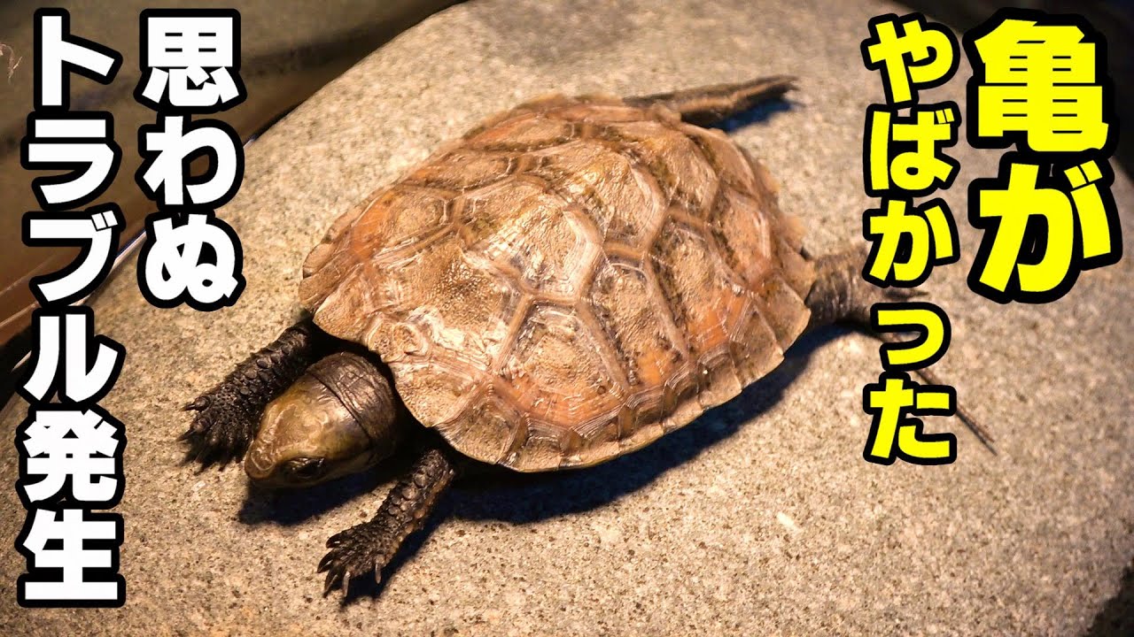 緊急事態 カメが死ぬとこだった まさかの亀の習性 この飼育方法はやばい Youtube 緊急事態 カメが死ぬとこだった まさかの亀の習性 この飼育方法はやばい Youtube