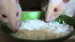 Mouse & Mountain Dew Experiment‏