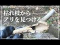 【冬の蟻採集】枝折り・枯れ枝採集でアリを見つけてみた