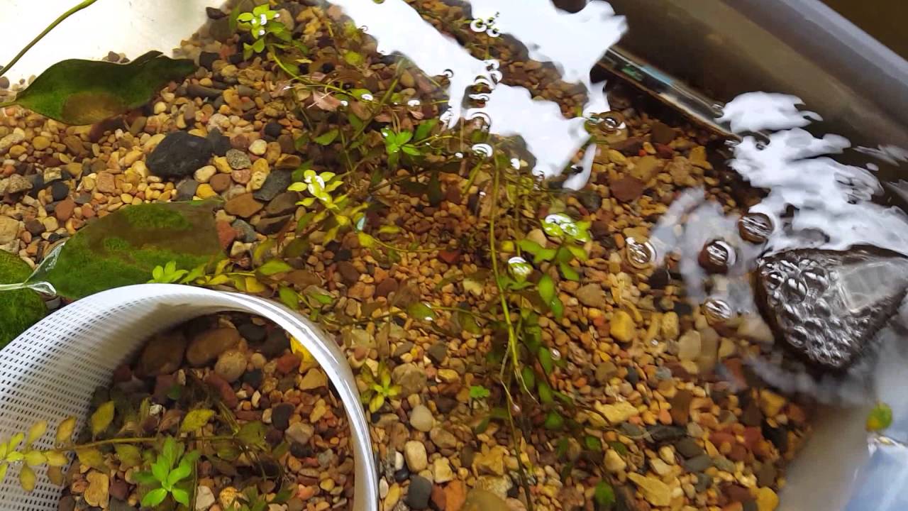 Mystery snail shell crack YouTube