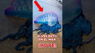 Si ves este animal en el mar aléjate lo antes posible #animals #fragataportuguesa #peces #animal