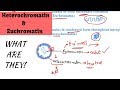 Heterochromatin and Euchromatin - What are They!!!