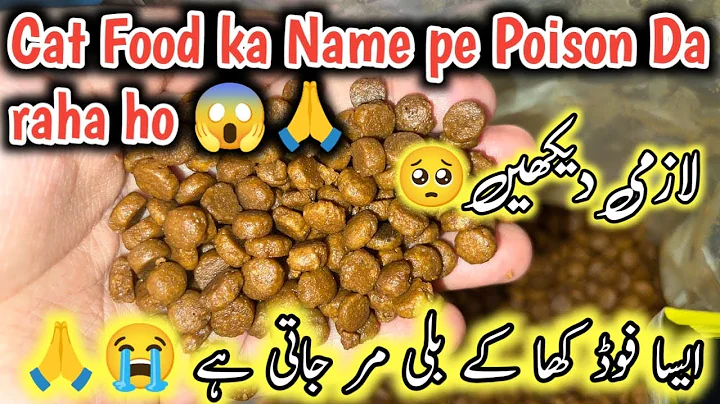 Video 8208331: persian cat food, cat food review, kitten dry cat food, kitten best cat food, healthy cat food, fluffy cat