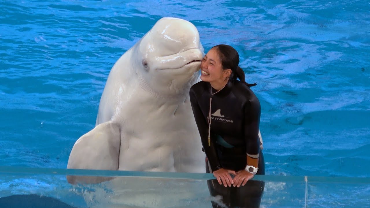 Beluga Whale Show At Yokohama Hakkeijima Sea Paradise 4K