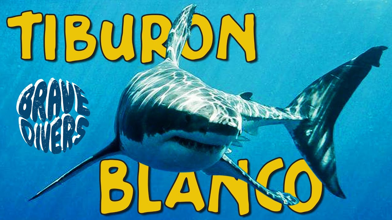 🌊 El Tiburón Blanco ★ Gador Muntaner ★ BraveDivers