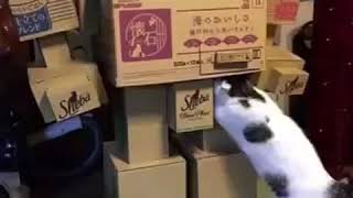 I write sins not tragedies x childish Gambino-cat shitpost meme extended