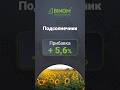 #Опыты_BINOM: результаты полевых испытаний на подсолнечнике  🌻
