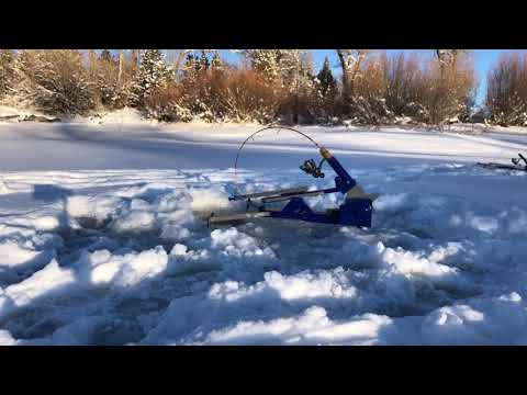 Danger Thin Ice Fishing Rainbow Trout with Jigging Jaw Jacker 