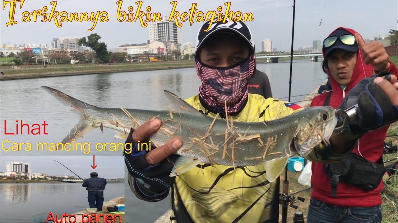 Mancing ikan bandeng dapat ilmu dari auto panen bandeng liar