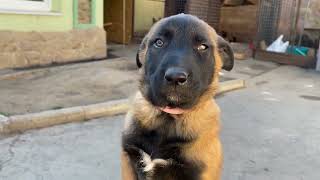 Belgian Malinois Linda feeding puppies