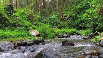 Flow of Calm – River Sounds for Deep Focus, Mind Balance & Stress Relief