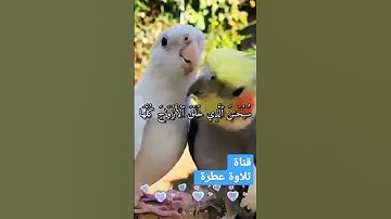 سورة يس تلاوة عطرة للشيخ سعد الغامدي