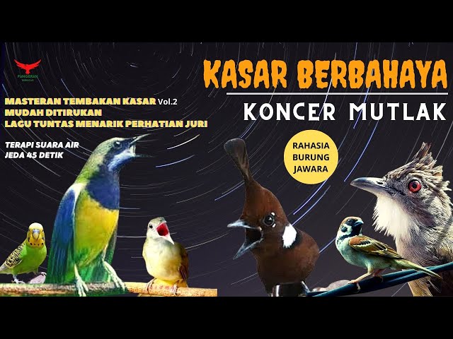 Ternyata INI RAHASIANYA‼️ (Masteran SUARA KASAR) vol.2 class=