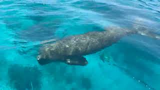Alor - meeting Mawar the Dugong