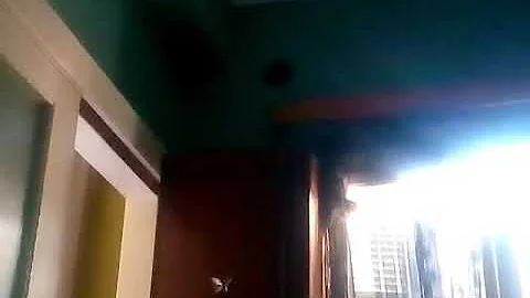 Blooper funny cat 2017