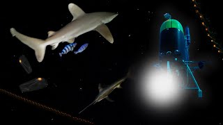 Rare look at animals in the ocean twilight zone