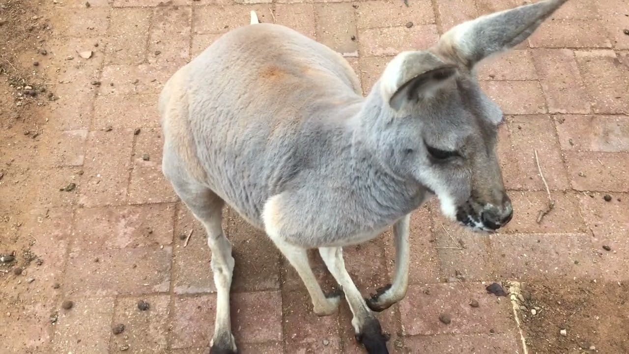 Yard needs a lot of work. November 17th, 2017. Owen. South Australia. 
