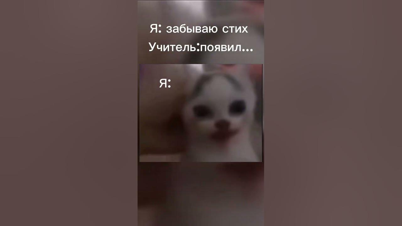 Появился Значит В Зоне Черный Сталкер Мем С Котом - 40 Фотo в хорошем качестве