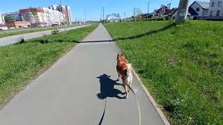 476. Togliatti, Samara region, Russian Federation. Part 304. A Little Walk with our dog Bobik (2024)