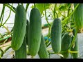 Maximizing cucumber yield with modifed pruning