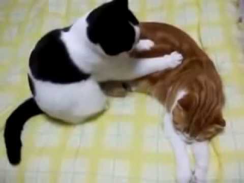 Terapi Suami Isteri | FunnyDog.TV