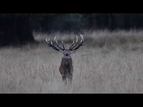 Video: Når brunst antilope?