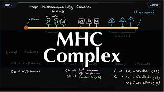 MHC Gene Complex Explained | HLA Class I, II & III Gene Organization