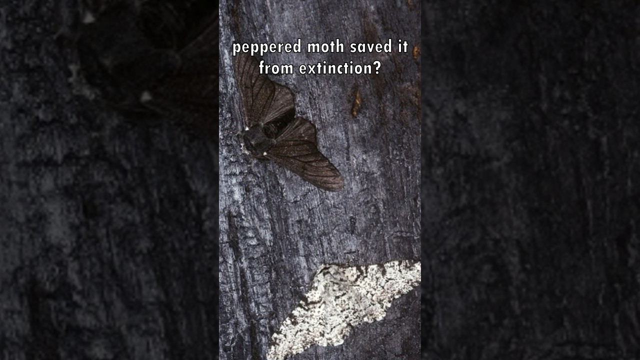 Industrial Melanism in Peppered Moth Explained 🦋🏭