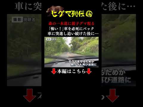 👆本編はこちら👆「怖い、向かってくる」バックする車に"突進"する親子グマ　札幌市でも３頭目撃　一時登校見合わせも #ヒグマ列伝