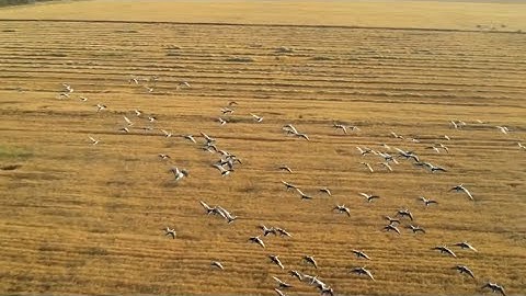 Migratory birds flock to Xinjiang in picturesque autumn spectacle
