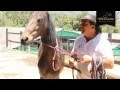 Cabezal Sierra Horse Halter especial para corrección de problemas - www.delcaballista.com (HD)