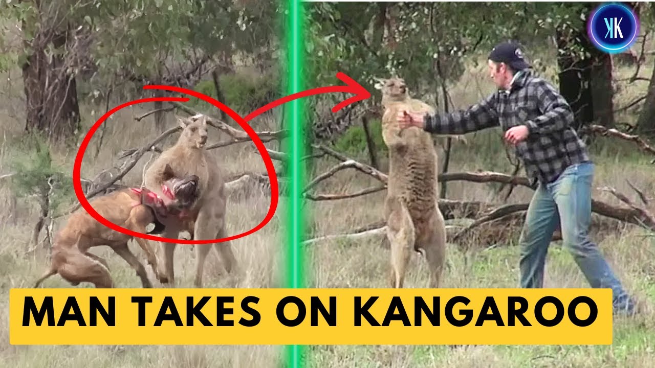 Man Does What He Needs To When A Kangaroo Comes For His Dog