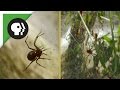 Social Spiders Spin Massive Nest