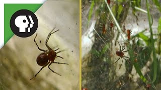 Social Spiders Spin Massive Nest