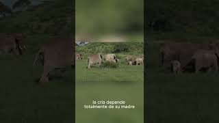 Sabías por qué los Elefantes Bebés tienen pelo? 🤔