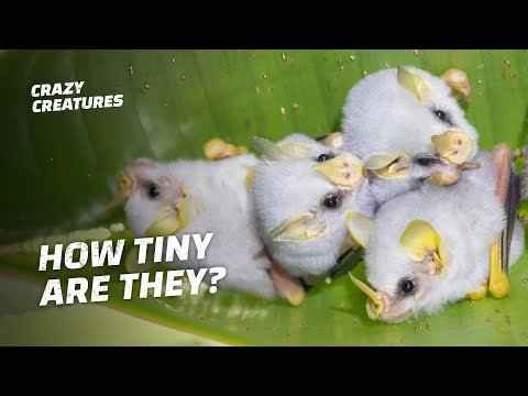 Honduran White Bats Are the Cutest