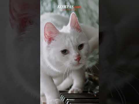 Video: 9 Alasan Kenapa Anda Tidak Boleh Mengamalkan Kucing A