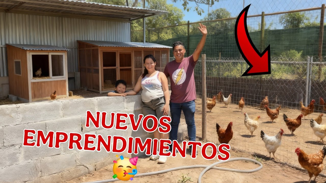 MORELIA puso su granja de pollos nuevo negocio para ella