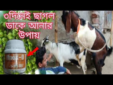 ভিডিও: কীভাবে ছাগলের মধ্যে আমের চিকিৎসা করবেন?