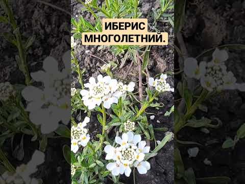 Видео: Candytuft Plant: как выращивать Candytuft