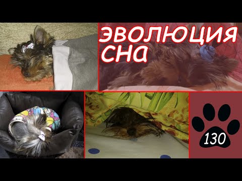 СОН СОБАКИ. Как меняется время сна собаки? От чего зависит и почему собака плохо спит?