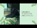 モモタロウ誕生日動画2024